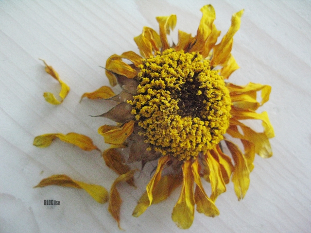 sunflower dried by BLOGitse
