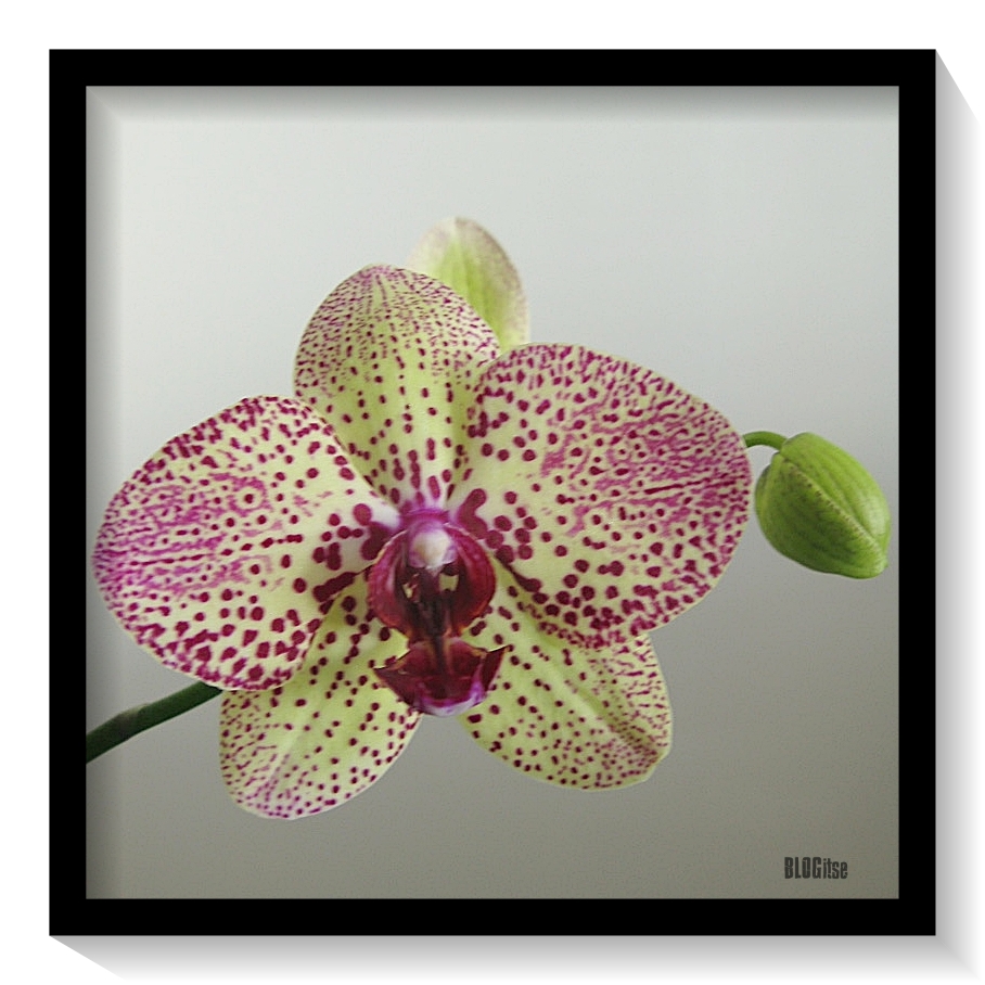 blooming orchid 28.6.2019 by BLOGitse