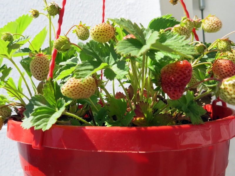 strawberries in a basket week #25 2020 teemakuu-59 by BLOGitse