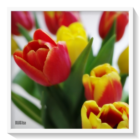 tulips Feb 2021 by BLOGitse