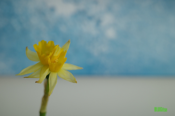 spring flower by BLOGitse