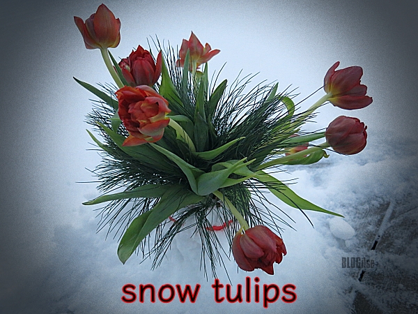 snow tulips by BLOGitse