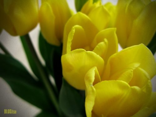 tulips by BLOGitse