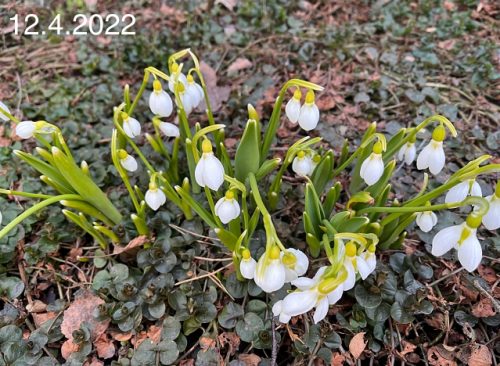 snowdrops lumikellot 12_4_2022 by BLOGites