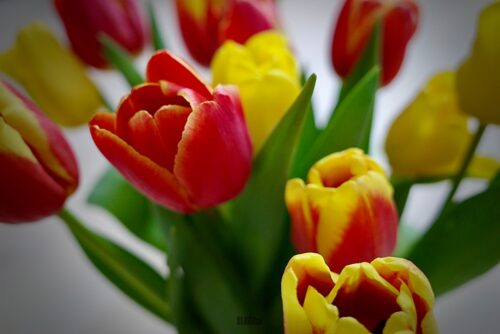 tulips tulppaanit by BLOGitse